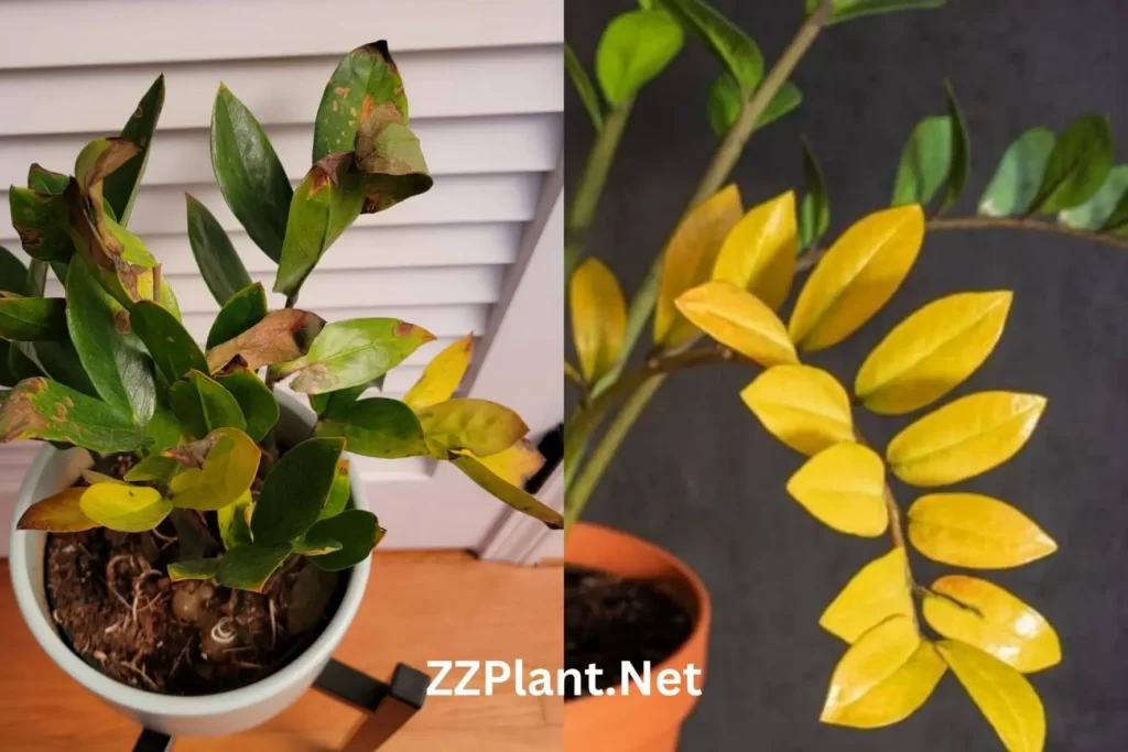 ZZ Plant Leaves Turning Yellow: What You Need to Know