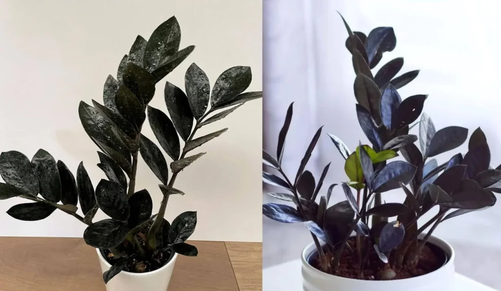 The Black ZZ Plant: A Zee Zee Plant with a Unique Look