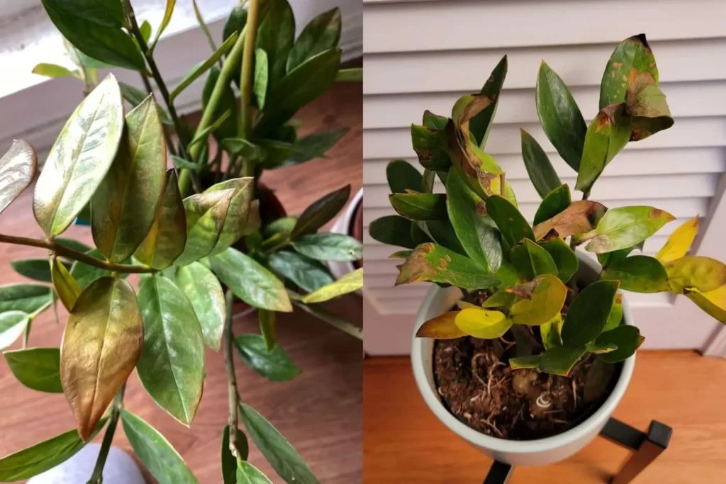 Why Is My ZZ Plant Leaves Turning Brown?