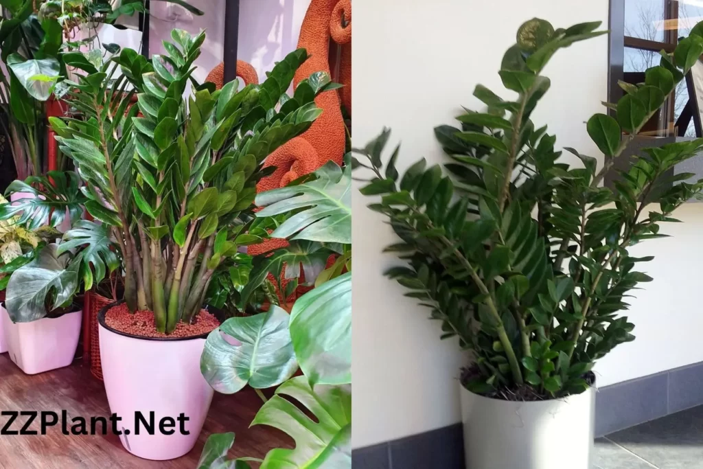 How to Make ZZ Plant Bushy?