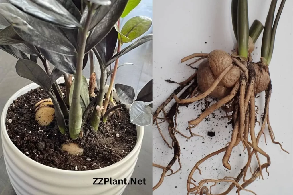 ZZ Plant Rhizomes: Importance, Care, Propagation & More