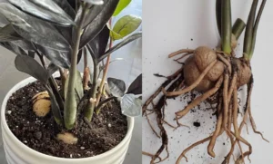 ZZ Plant Rhizomes: Importance, Care, Propagation & More