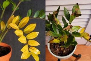 Why ZZ Plant Leaves Are Falling Off: Causes and Solutions