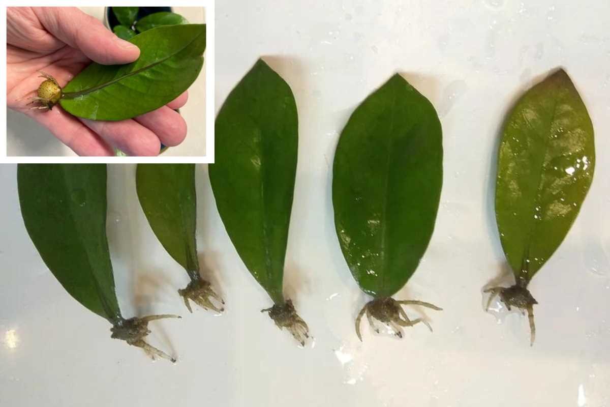 How to Propagate ZZ Plant from Leaf? - (In Water & Soil)