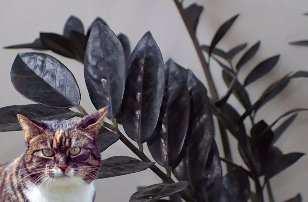 Are Raven ZZ Plants Poisonous to Cats?