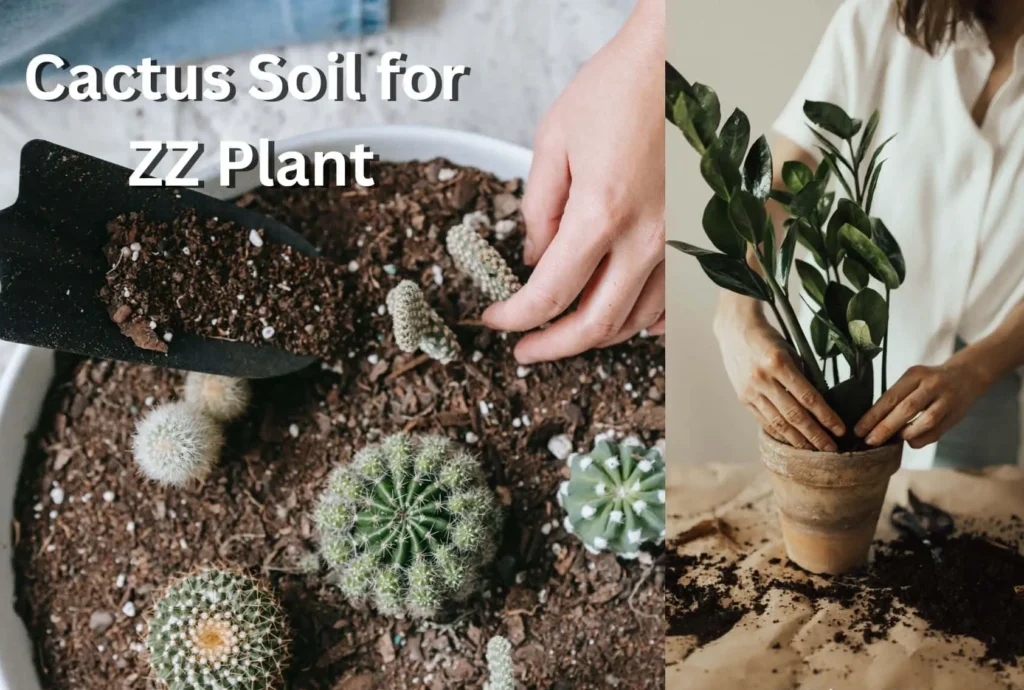 Can I Use Cactus Soil for ZZ Plant? A Complete Guide