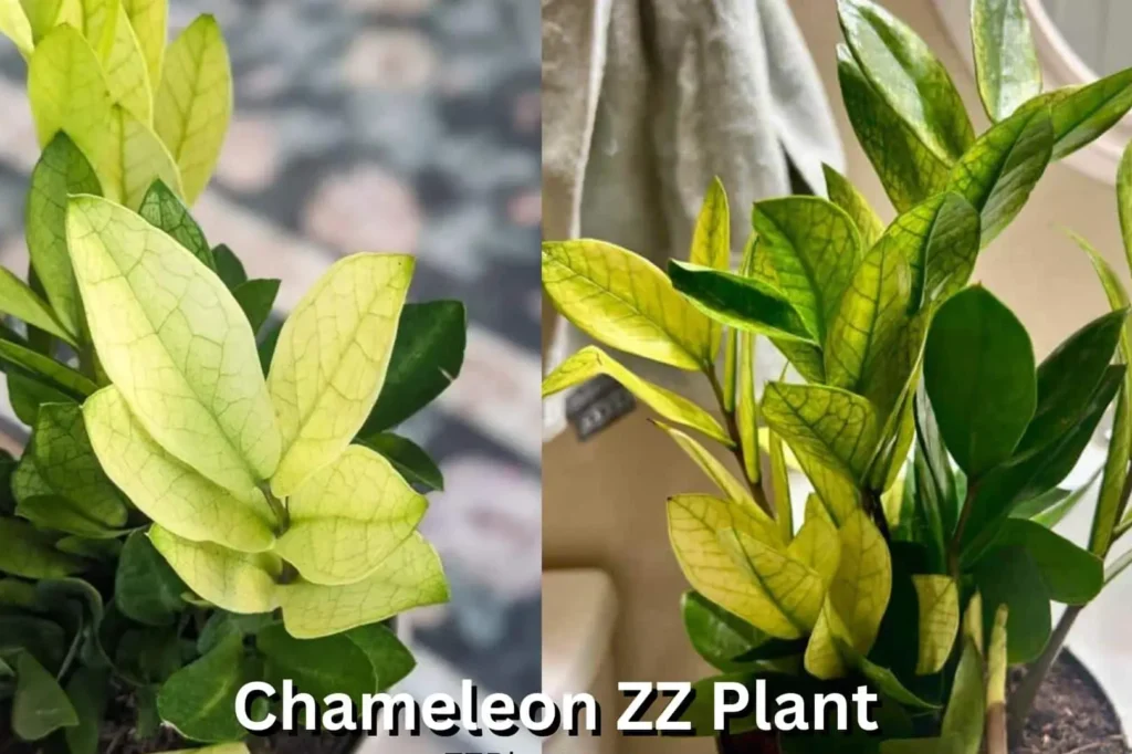 Chameleon ZZ Plant 