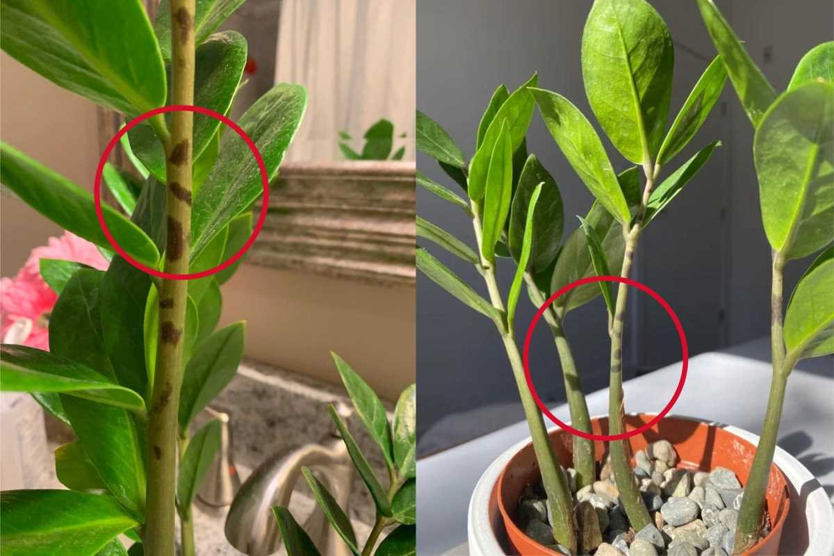 ZZ Plant Stem Rot: Causes, Symptoms, Prevention, & Treatment