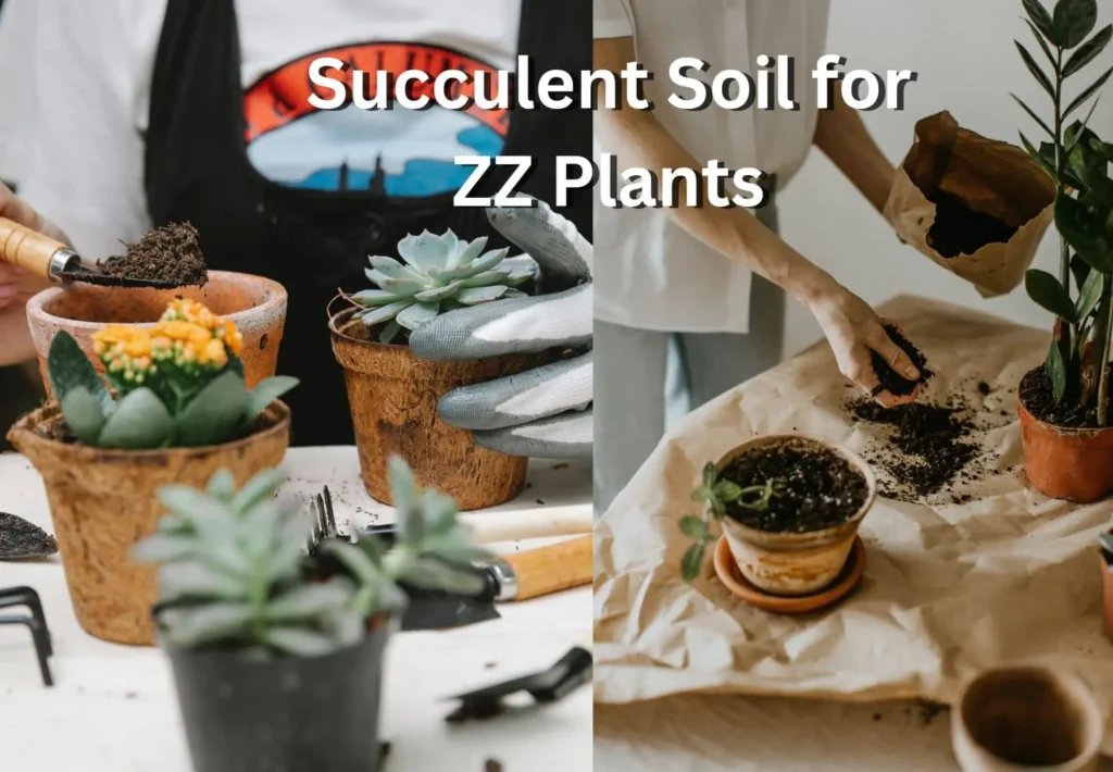 Can I Use Succulent Soil for ZZ Plant? A Comprehensive Guide