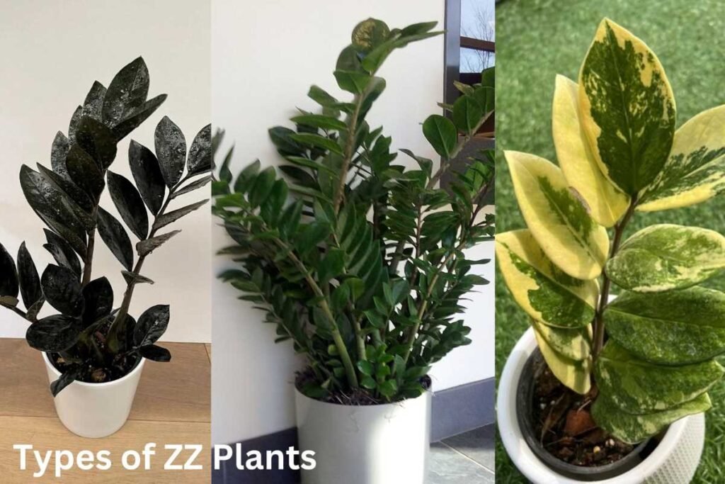 Types of ZZ Plants: A Perfect Addition to Your Indoor Oasis