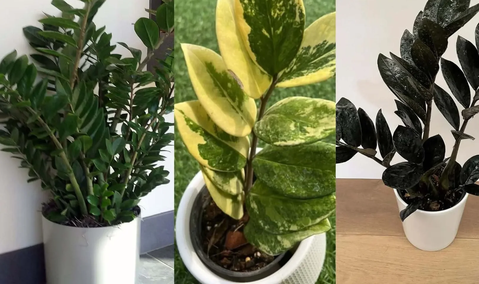 Top 15 Types of ZZ Plants: A Perfect Addition to Your Indoor Oasis