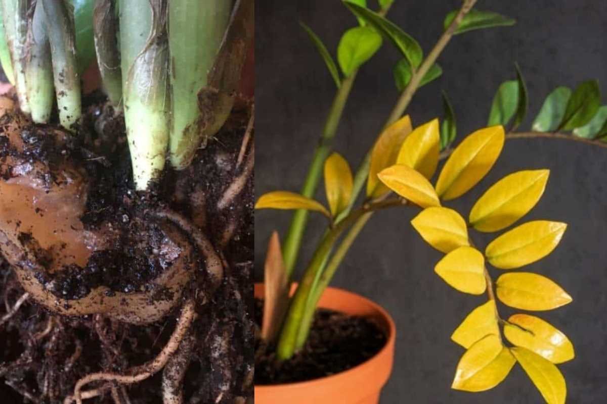 ZZ Plant Root Rot: Causes, Symptoms, Prevention, & Treatment