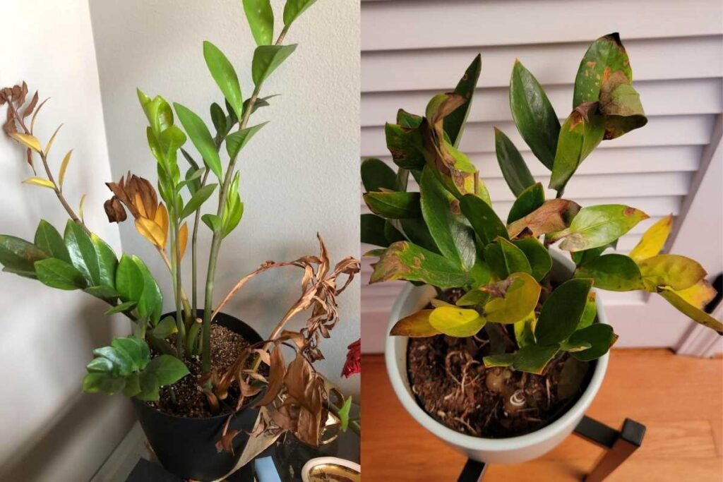 How to Save an Overwatered ZZ Plant: 4 Easy Steps to Recovery