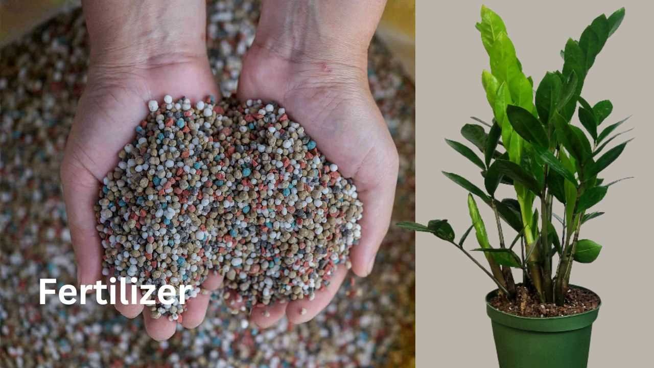 Fertilizer For Your ZZ Plant