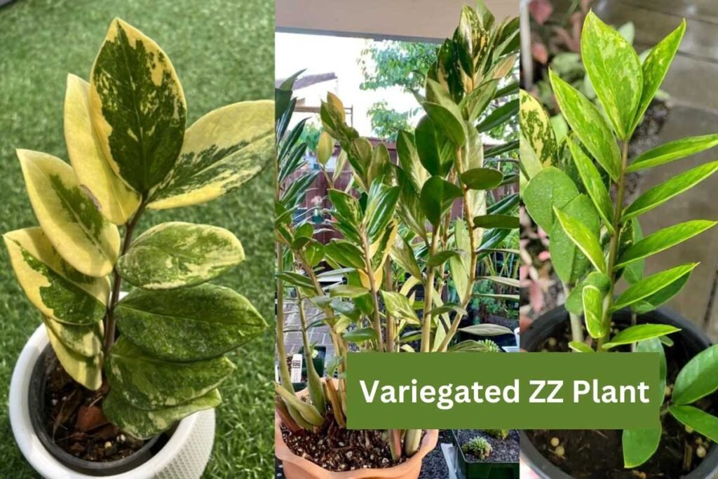 Variegated ZZ Plant - An Attractive & Low-Maintenance Houseplant