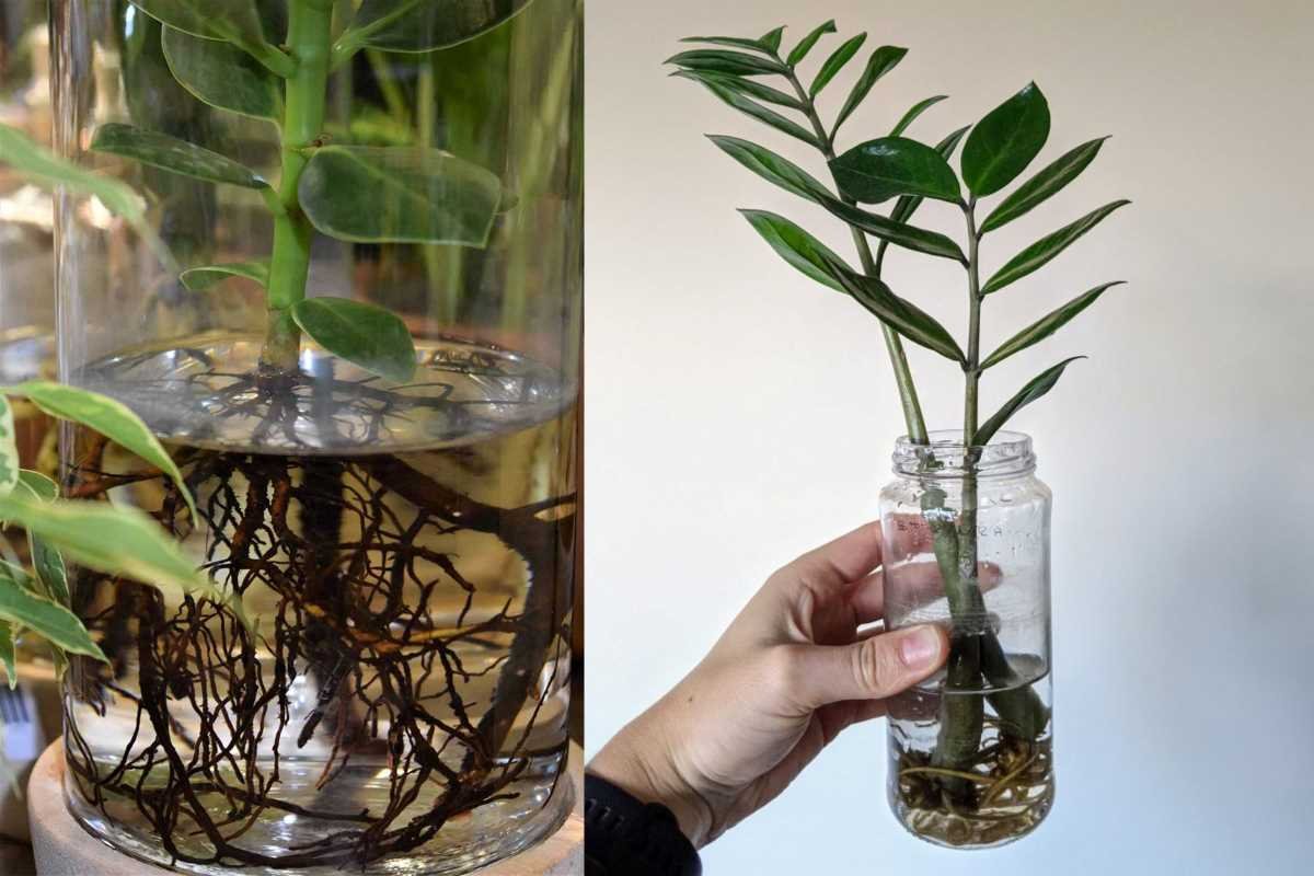 How to Grow ZZ Plant in Water?