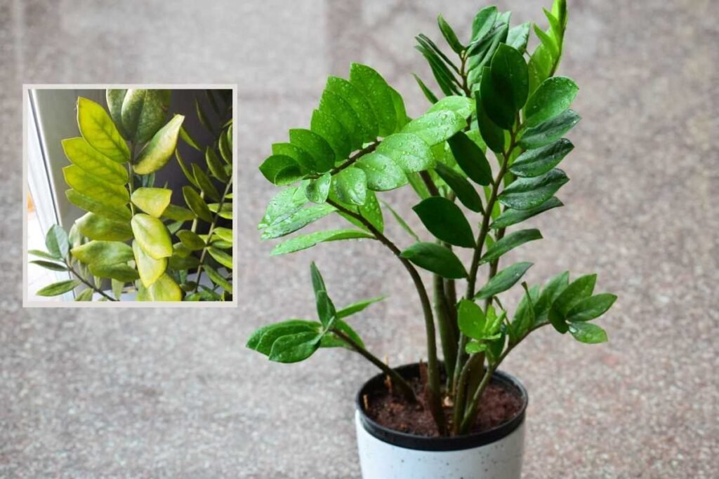 Why ZZ Plant Leaves Turning Light Green: Causes, Solutions & Tips