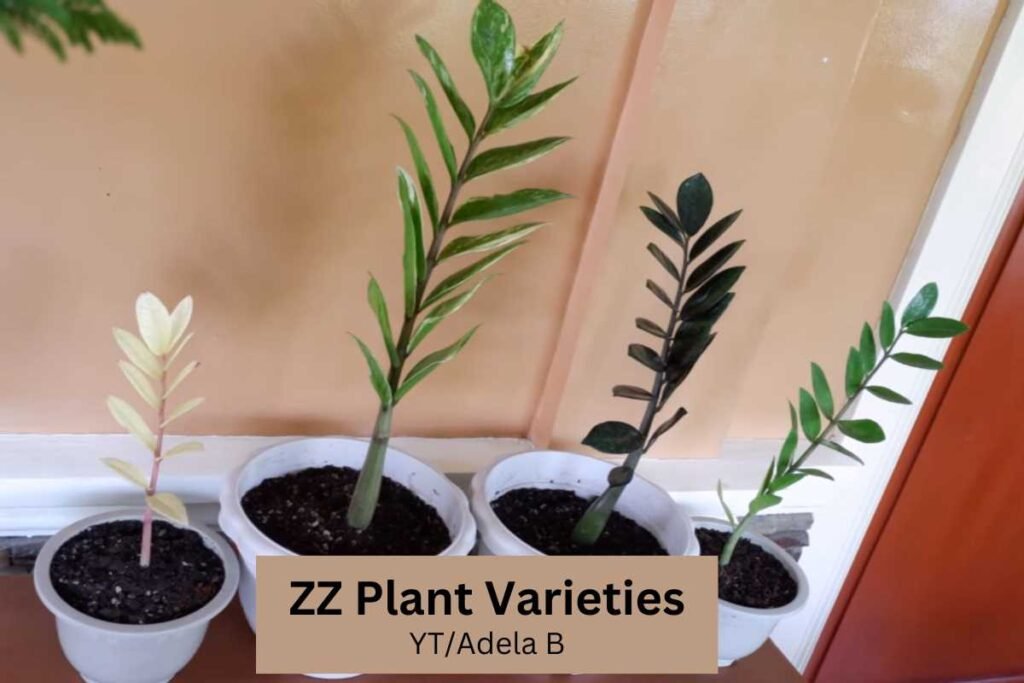 6 Fascinating ZZ Plant Varieties to Brighten Up Any Home